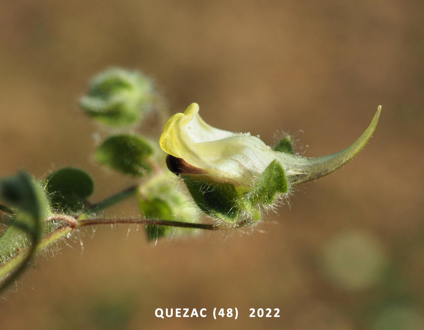Fluellen, Blunt-leaved flower